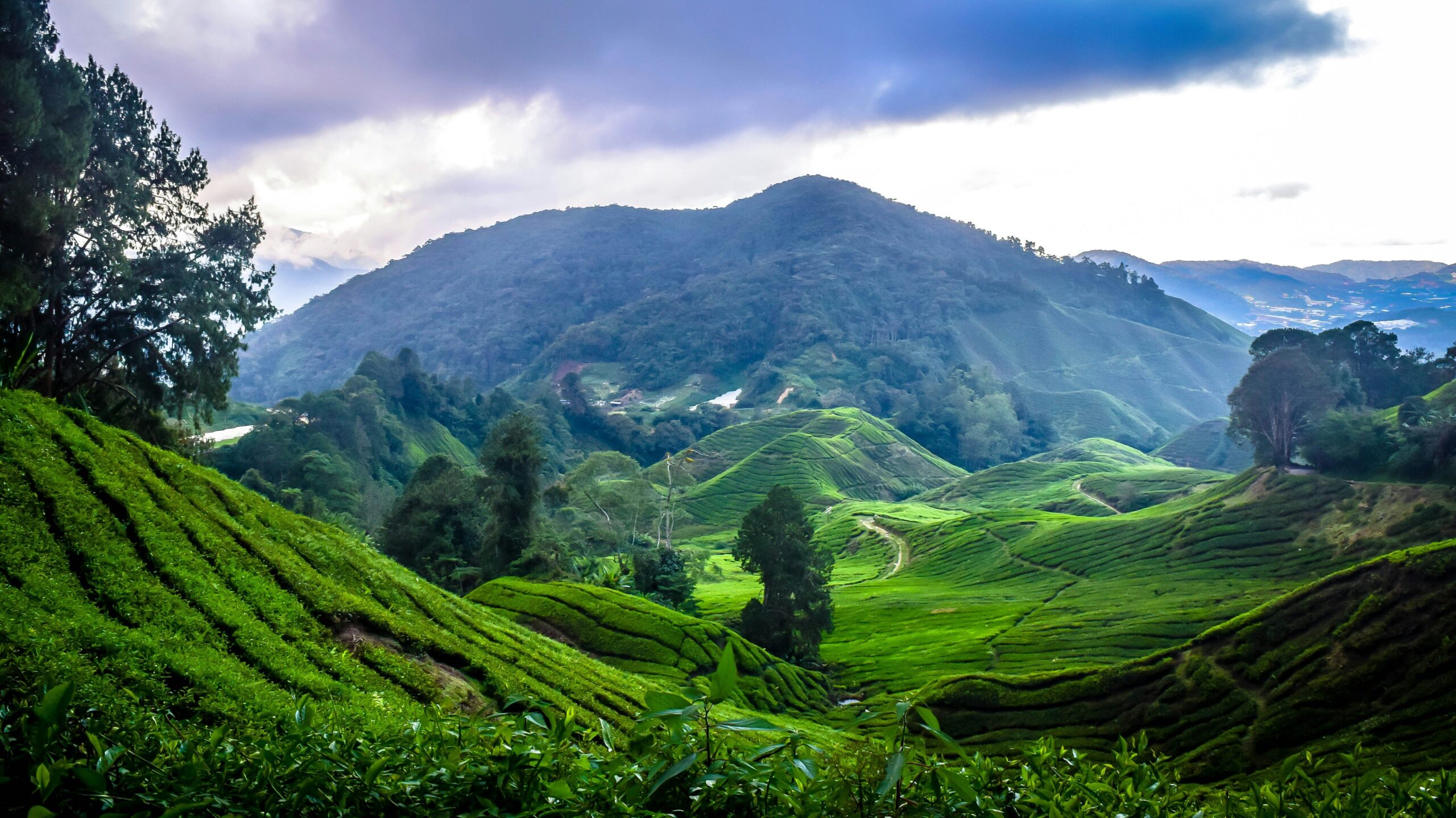 Cameron Highlands